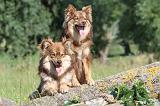 CHIEN FINNOIS DE LAPONIE 468